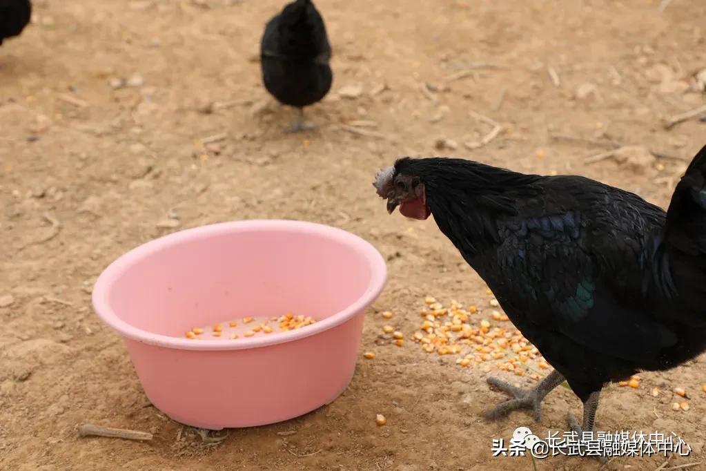 致富经|长武绿皮鸡蛋成为群众脱贫致富的“金蛋蛋”