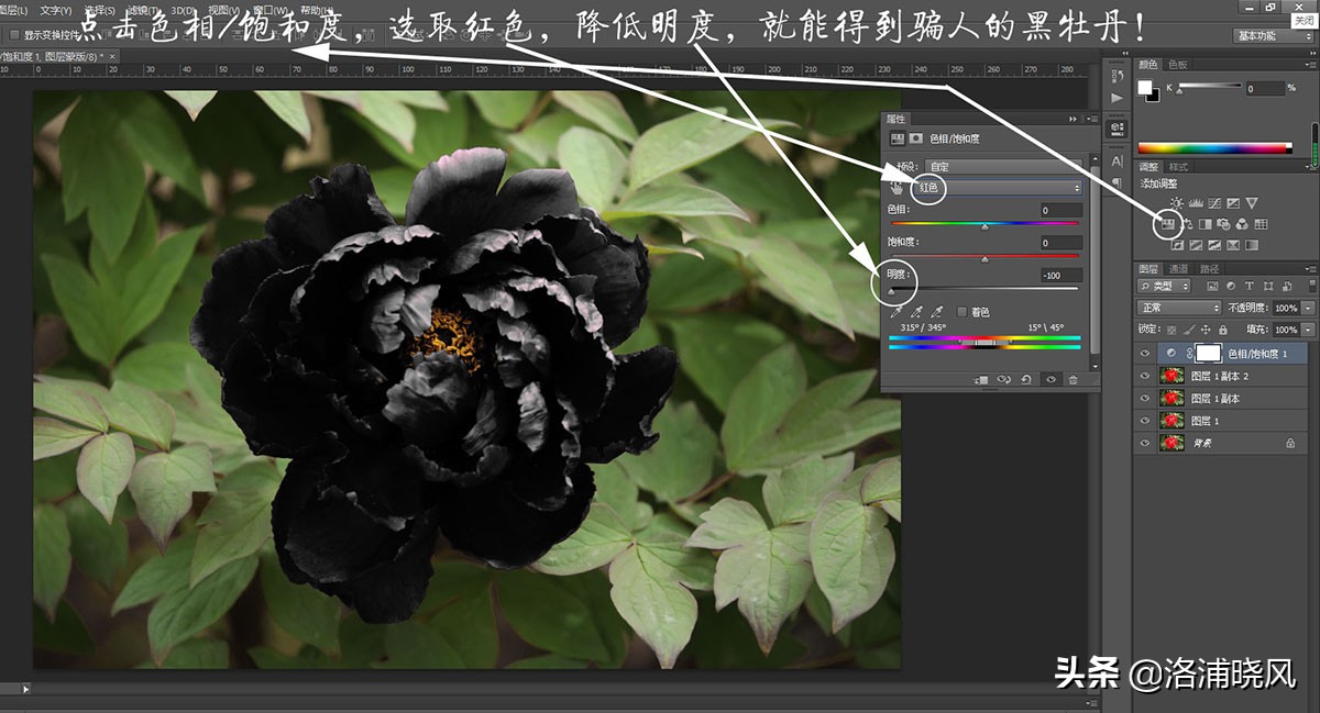 牡丹的名贵品种黑牡丹和绿牡丹,牡丹的稀有品种绿牡丹和黑牡丹