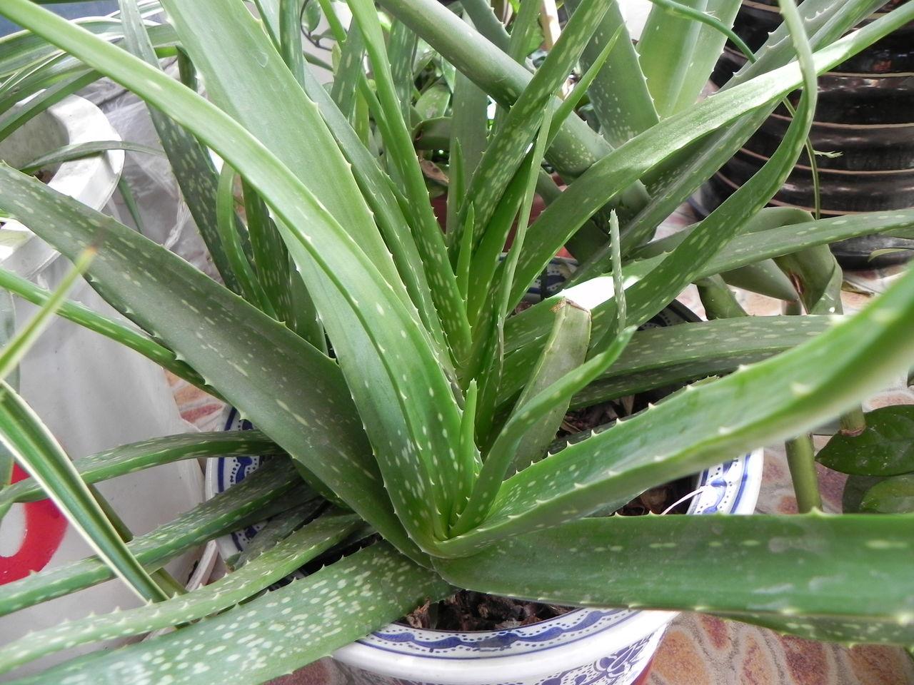 干瘪的芦荟叶片需要拔掉吗,刚种的芦荟叶子干瘪怎么挽救