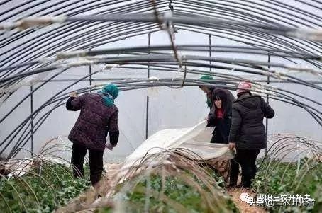 冬季怎样给大棚增温,冬天大棚增温措施有哪些