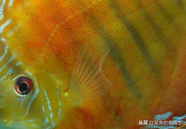 热带鱼除菌药,热带鱼寄生虫治疗