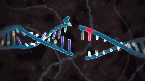 狮虎兽虎狮,虎狮和狮虎兽