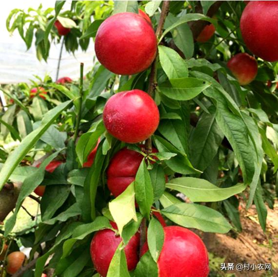 现在山东油桃都有什么品种,大连油桃与河北油桃区别