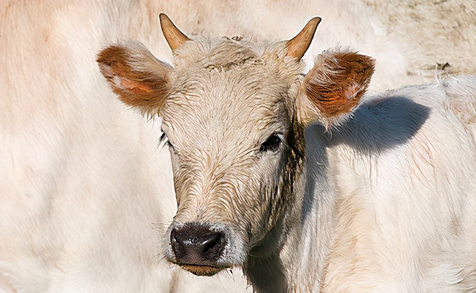 预防牛犊拉稀用什么药,新生牛犊拉稀带绿的正常吗