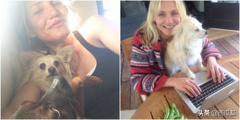 各大明星都养什么狗,公认最好养的十种狗大型犬