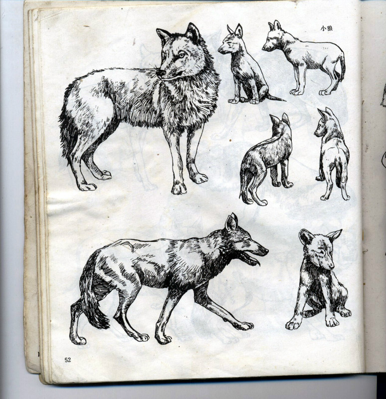一百幅动物素描,近百幅动物画