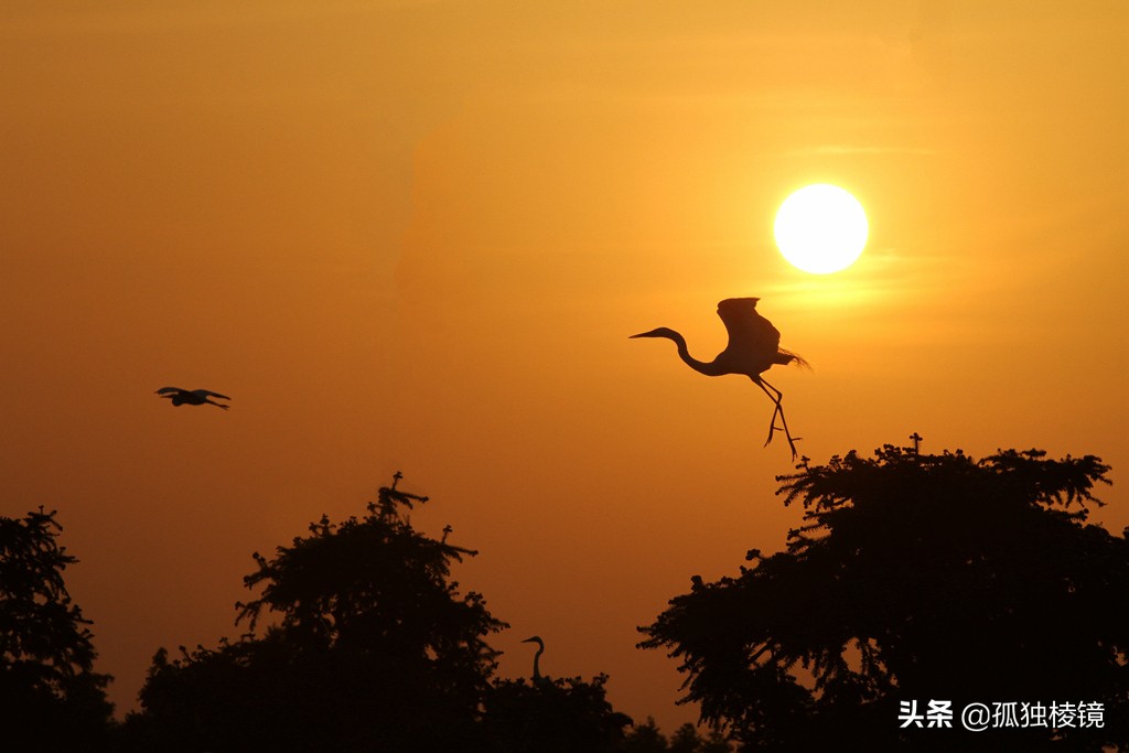 白鹭拍摄测光曝光技巧,白鹭的拍照技术