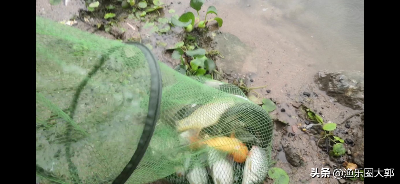 早上鲫鱼钓鱼方法与技巧,鲫鱼早上几点最好钓