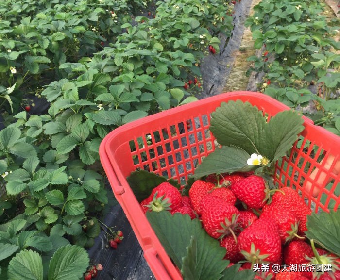 苏州太湖牛仔风情度假村龙舟竞技,苏州太湖牛仔风情度假村团购