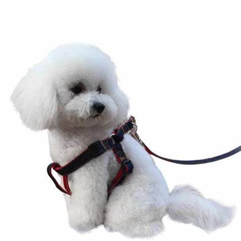 狗狗第一次来月经怎么办,狗狗初次来月经要怎么护理