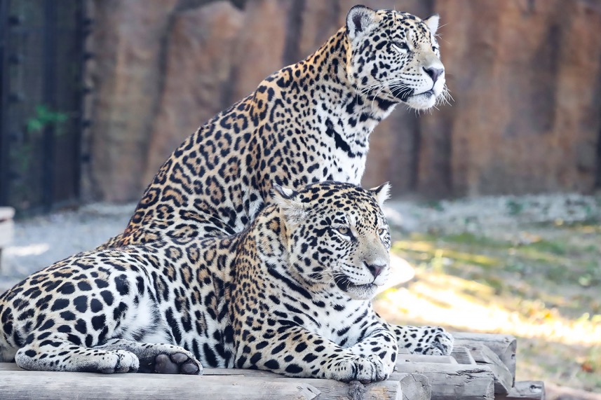 3250万像素仅售7649元，佳能新出的90D单反究竟有多香？