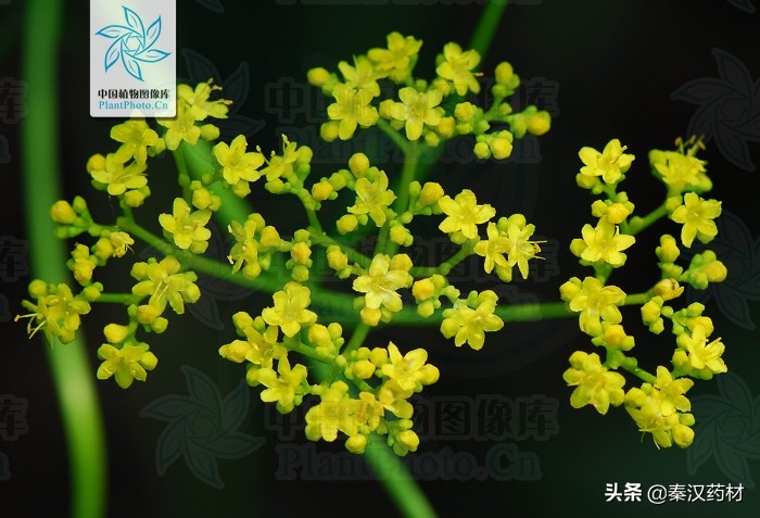 白花败酱草拉丁学名,多年生调味植物