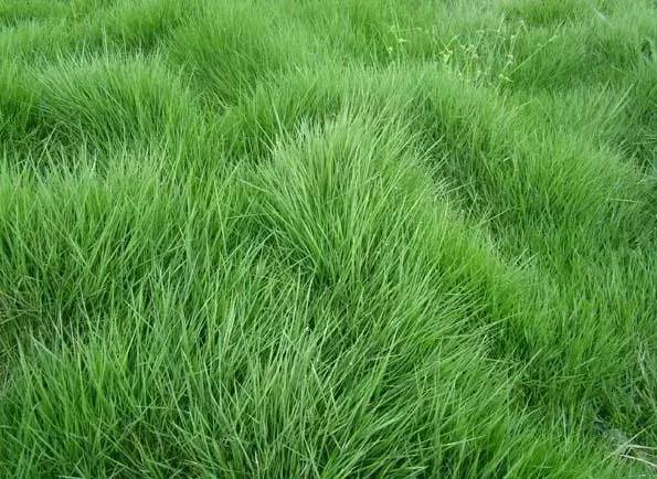 花园草地打理,花园草坪养护