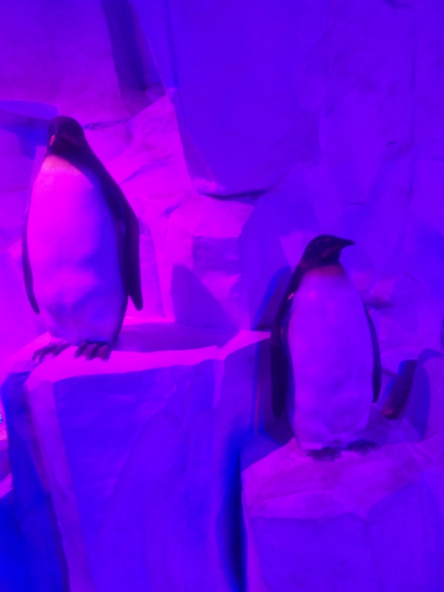 抚顺皇家海洋乐园冲浪馆图片,抚顺皇家极地海洋乐园视频