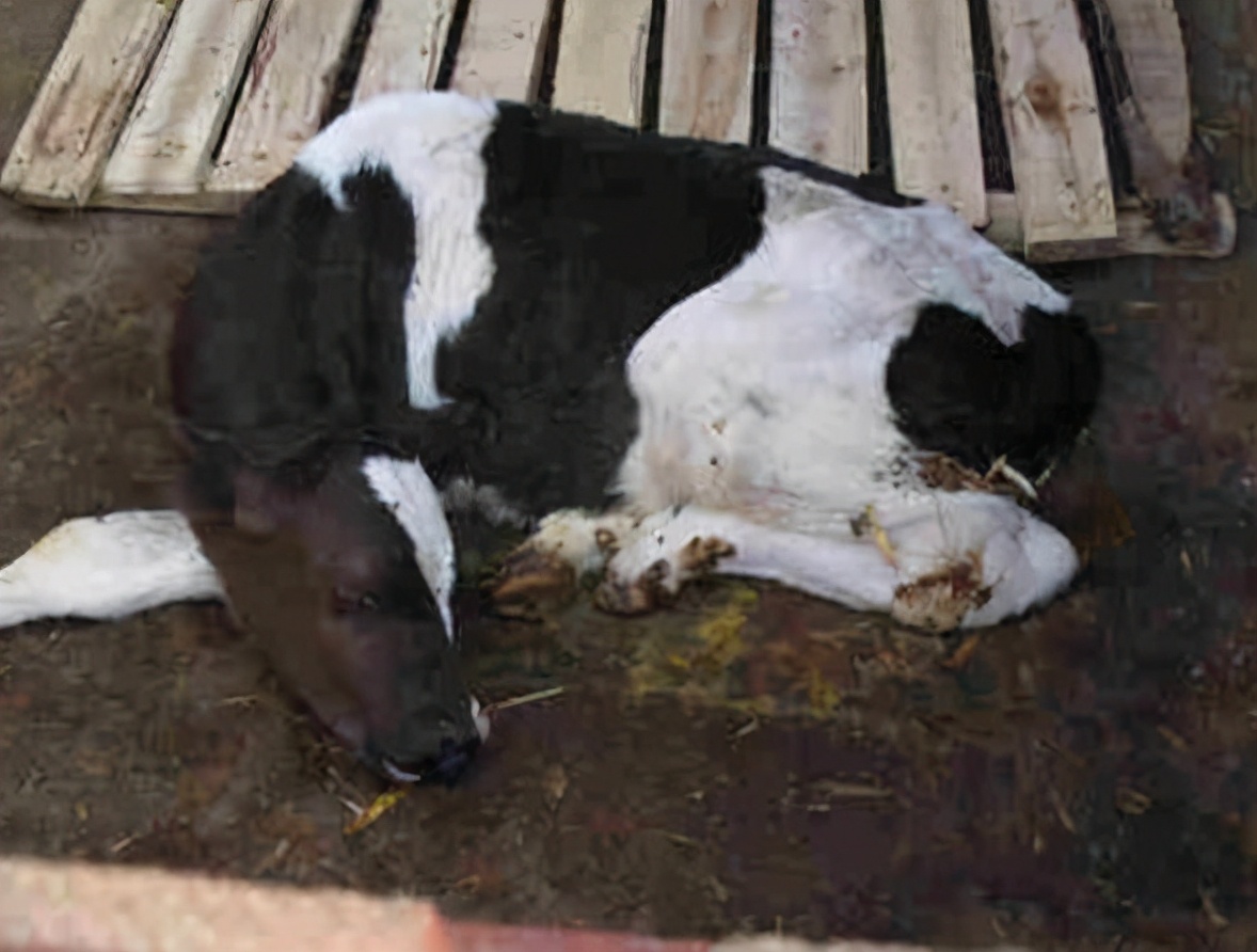 小牛犊粪便干燥带脓怎么治,牛粪便带吐沫样怎么回事