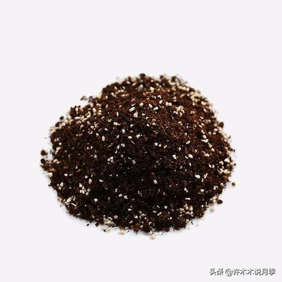 月季新手种植教程,购苗、修剪、施肥、浇水、喷药,手把手教你