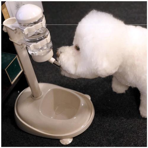 比熊犬有泪痕怎么去除,比熊犬泪痕怎么清除