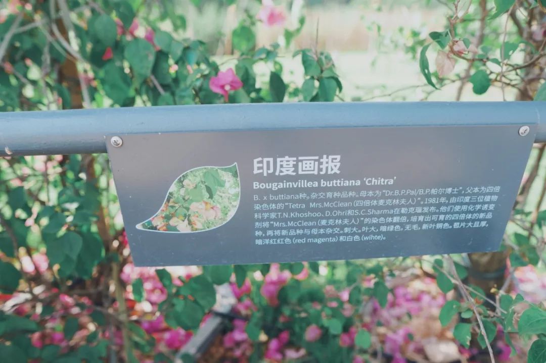 人少还免门票！深圳这片5000000㎡新公园美翻了，“神仙花谷”