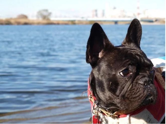 宠物百科澳洲牧牛犬,蓝色法国斗牛犬优缺点