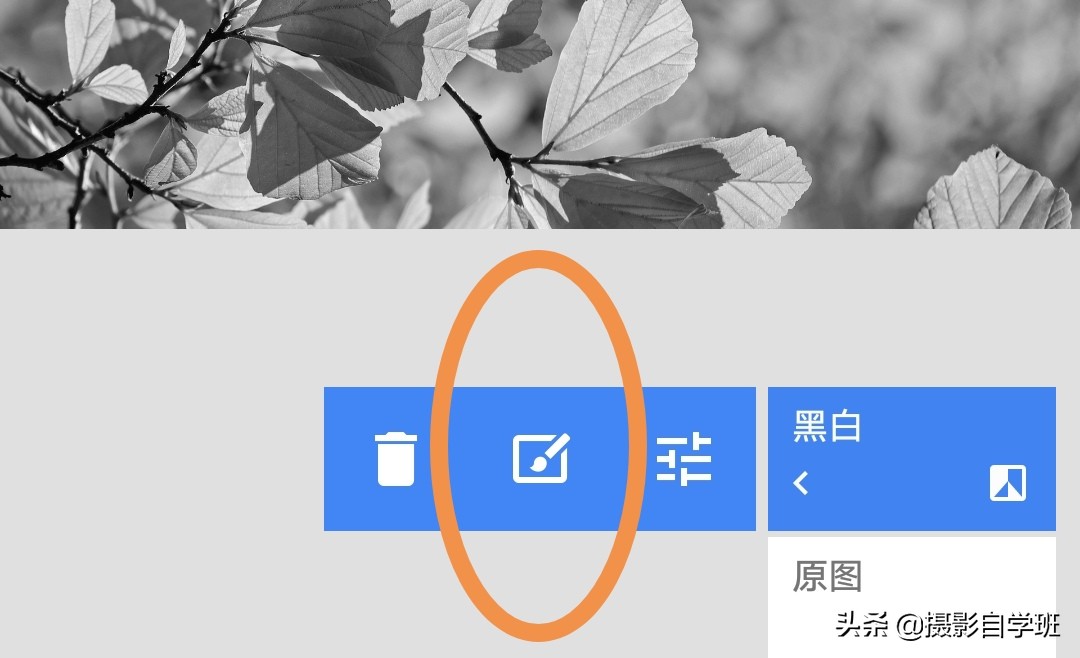 怎么拍出有质感的植物,如何拍出植物特别绿