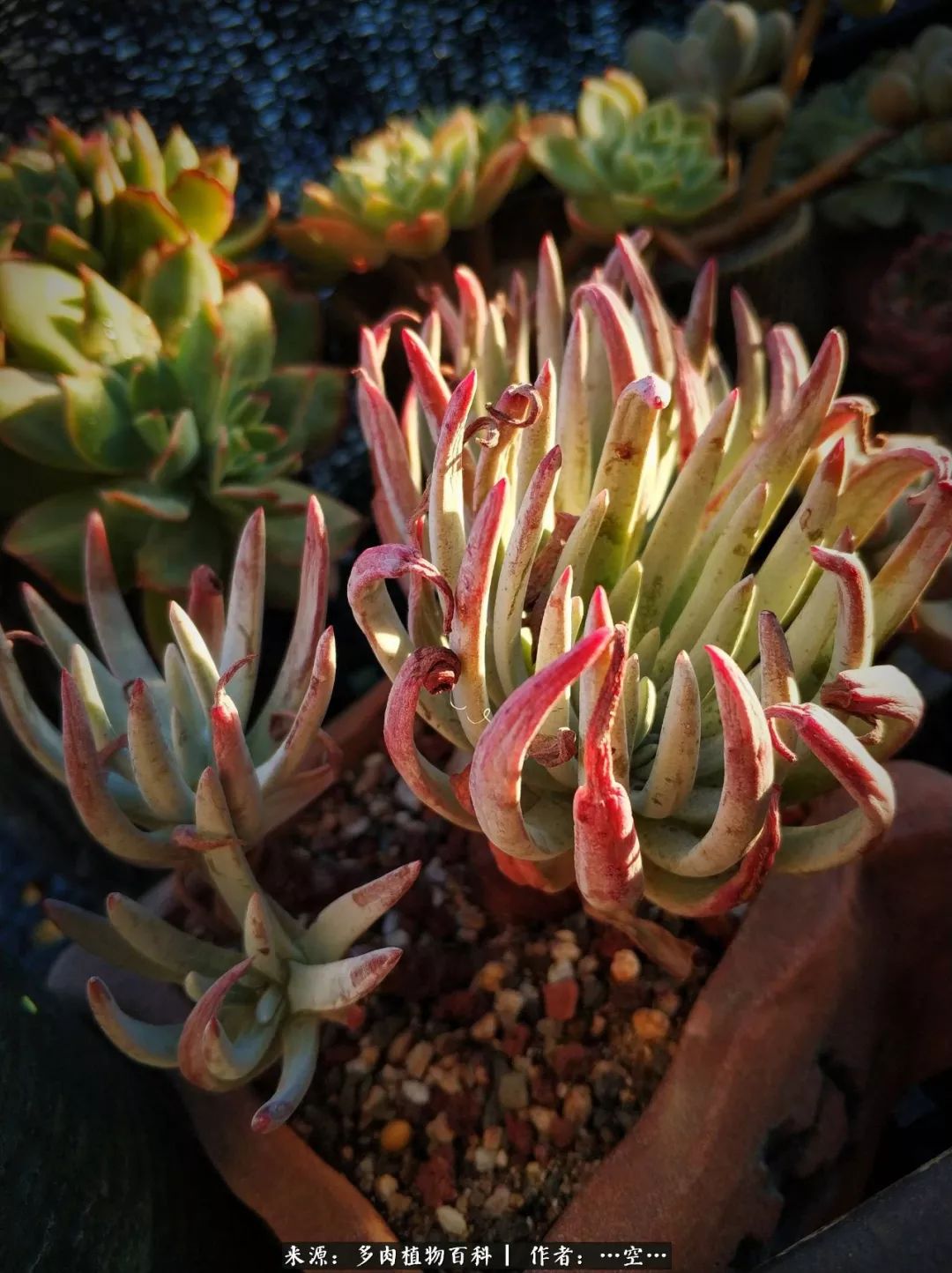 多肉之歌怎么写,多肉之歌