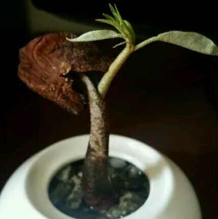 榴莲核盆栽能长果实吗,榴莲果核可以种在水里吗