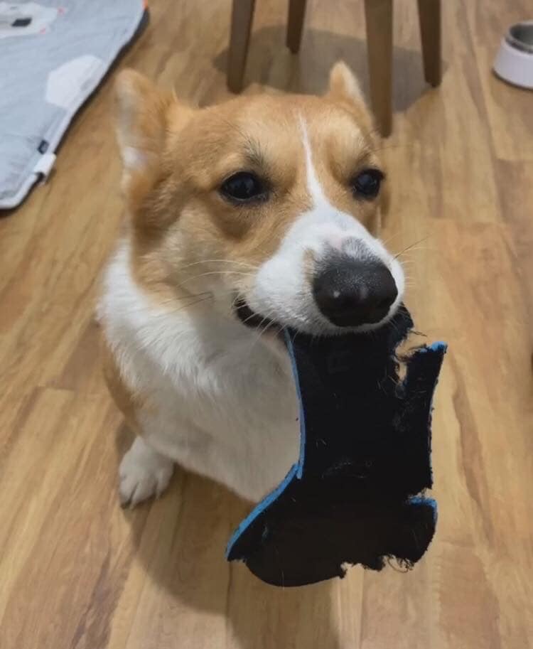 柯基咬拖鞋主人反咬玩具,两只柯基抢玩具