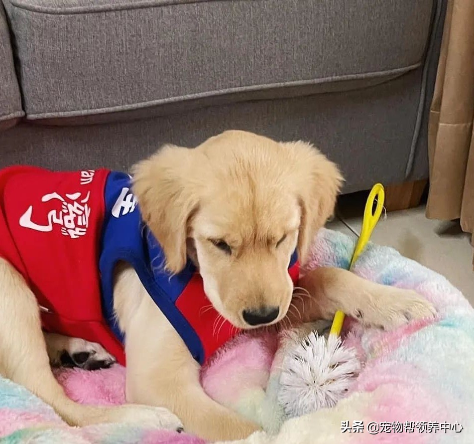 金毛使出绝招后主人跳了起来,金毛一个动作让主人哭笑不得