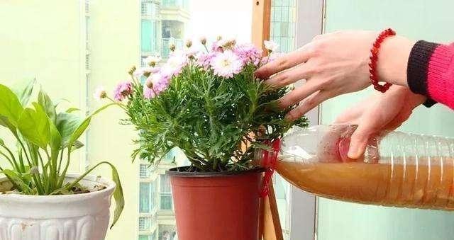 养花烂根快用它泡一泡,黄豆泡水养花的正确方法