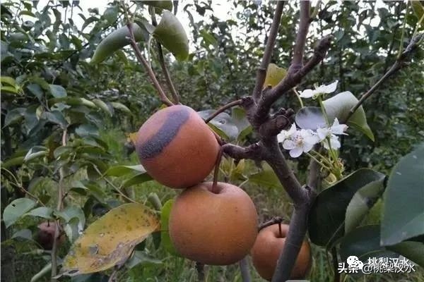 梨树二次开花什么意思,梨树二次开花能结果吗