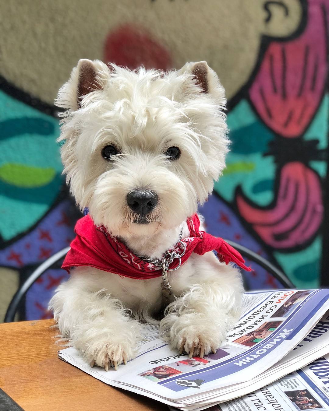 建议新手养的10种便宜狗狗不掉毛,十大适合家养的不掉毛狗狗有哪些