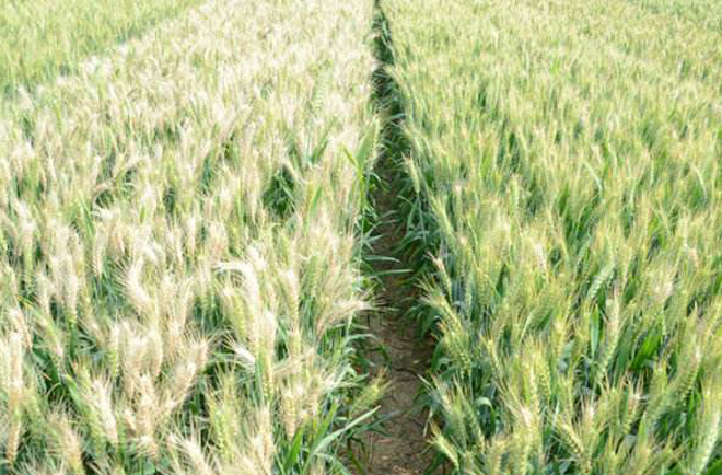 小麦出现白穗的原因有哪些？农民朋友该如何防治？