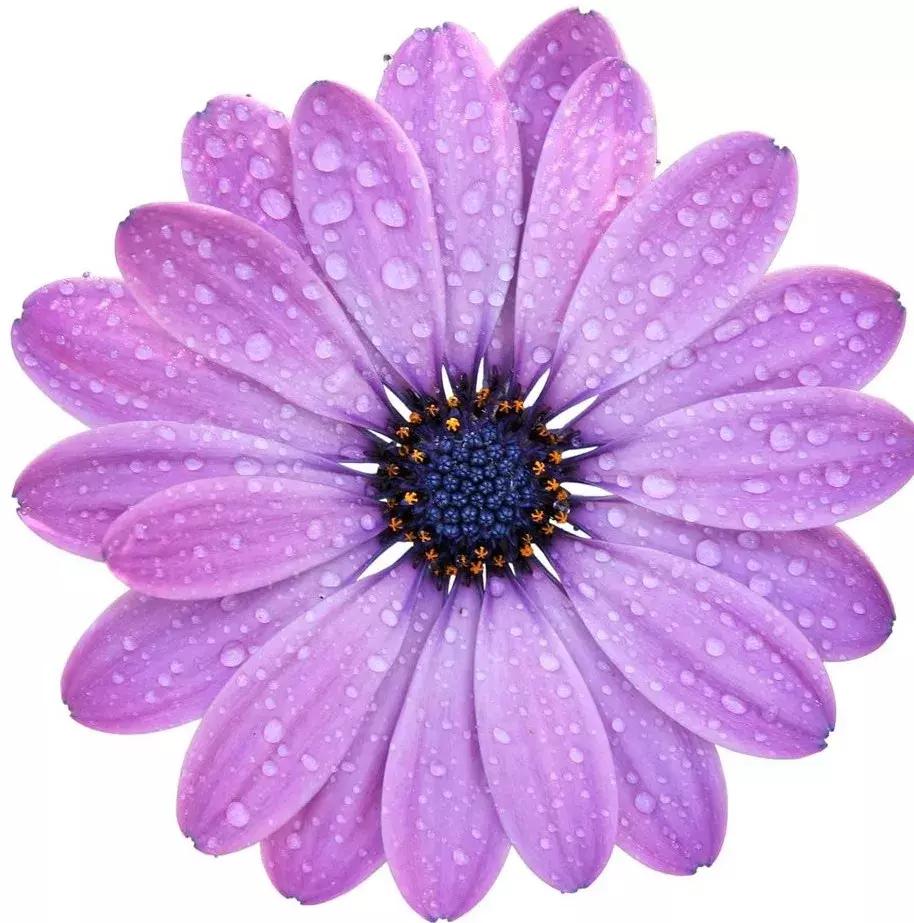 关于痔疮的十大谣言,关于痔疮的十大误区