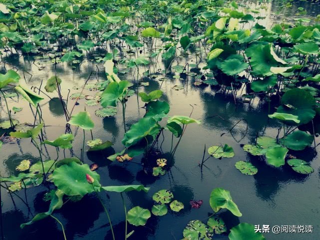 莲真的出淤泥而不染吗,出淤泥而不染的莲图片