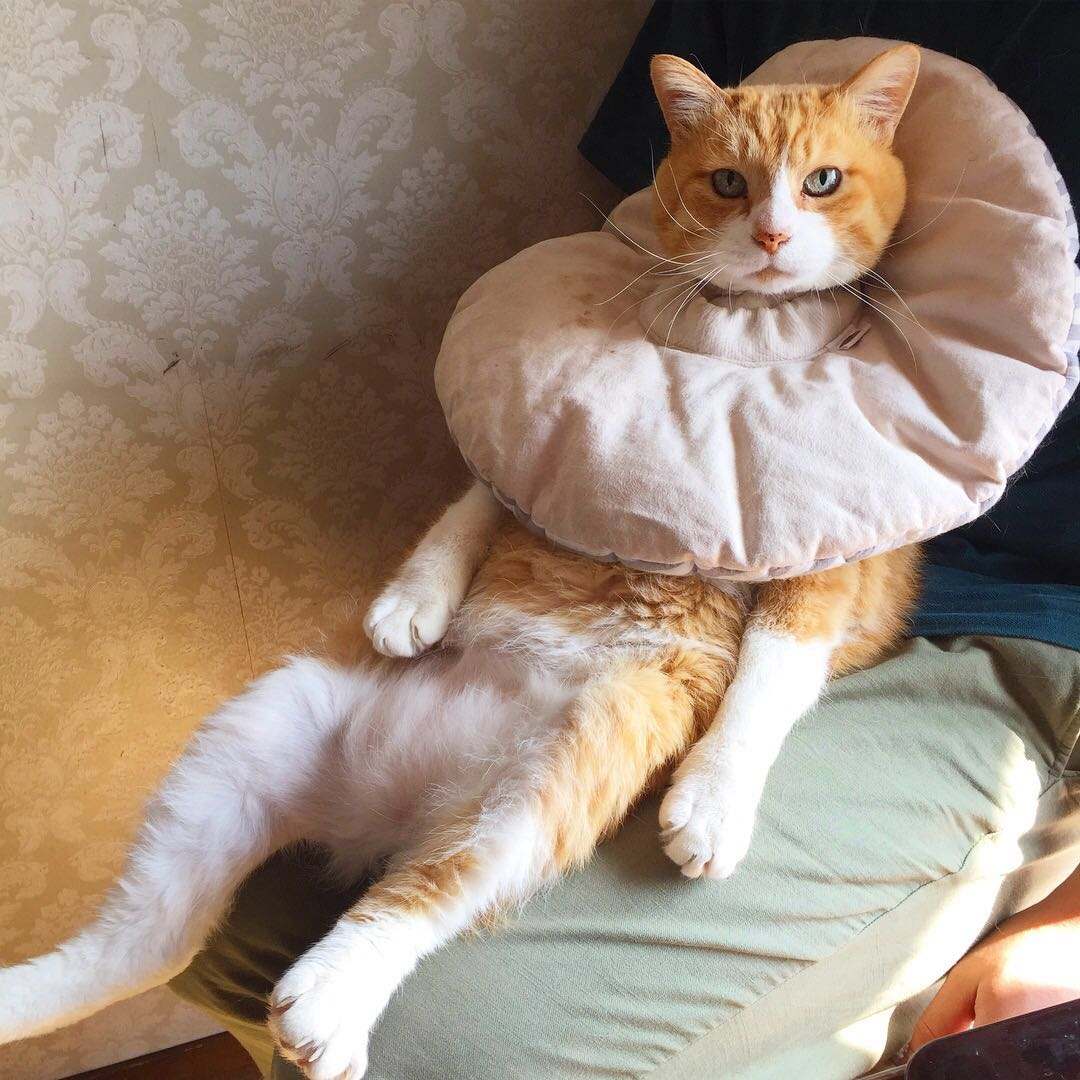 猫咪湿疹症状表现,猫咪湿疹会不会有白屑