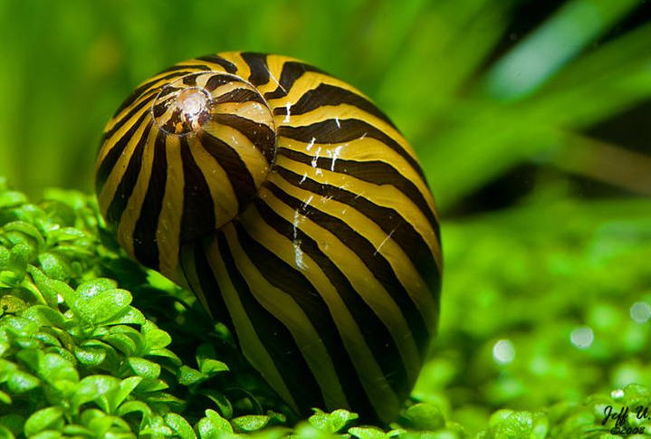 各种各样的真的小蜗牛,美丽的蜗牛图片