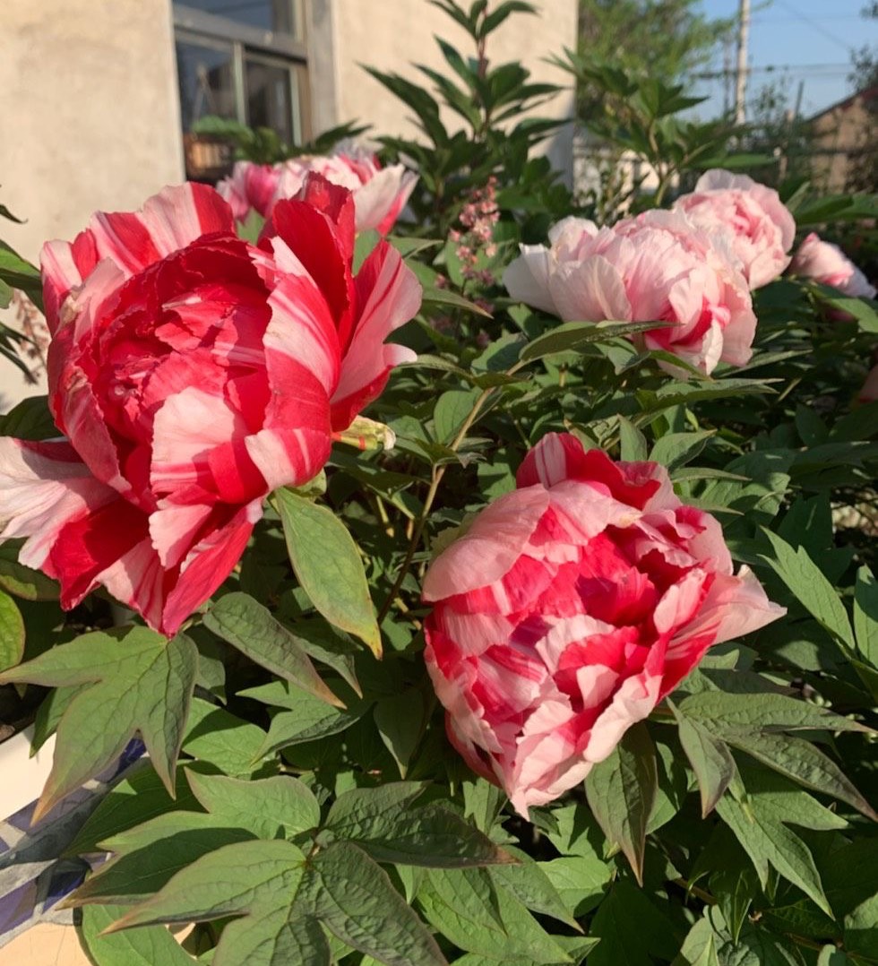 牡丹花的盆栽技术与养殖方法,牡丹花怎么栽培开花快