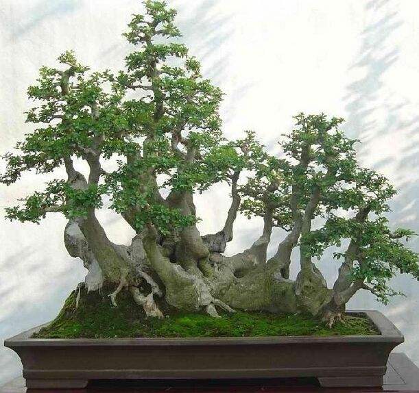 白蜡盆景好养活吗,白蜡盆景的养法和管理