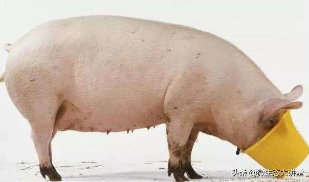 益生菌发酵饲料的三大营养作用