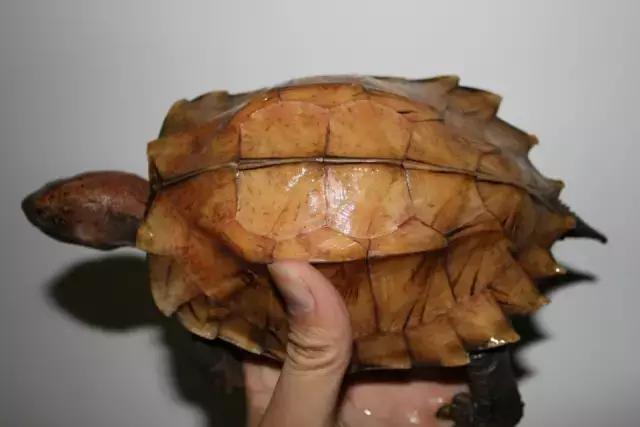 有一种龟为什么叫锯缘龟,锯缘龟八角灵龟