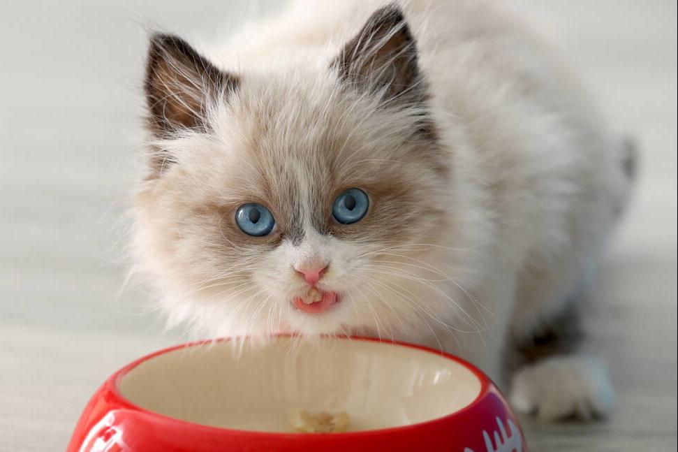 猫咪饲养日常攻略,饲养猫咪的常识和技巧