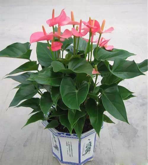 送给喜欢种花的人什么礼物,想养花却把花养死