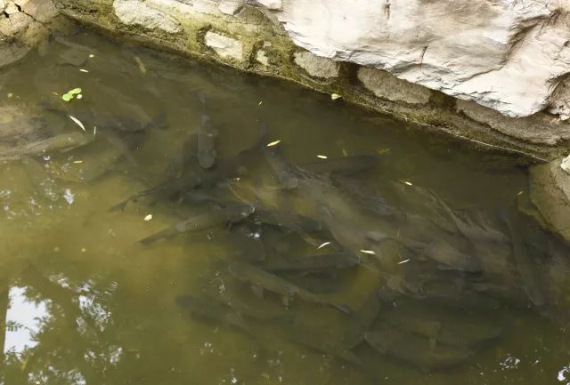 黑鱼基本都在哪,关于黑鱼的深度解析