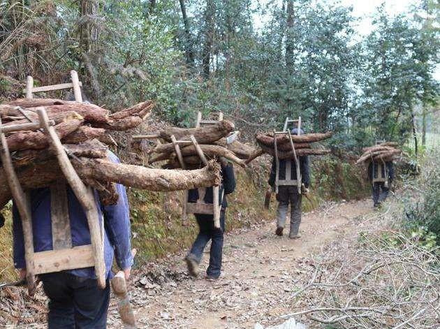 泰国野葛根可以出口吗,葛根泰国