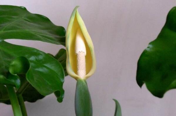 滴水观音开花啥兆头,滴水观音开花吗有什么用途和价值