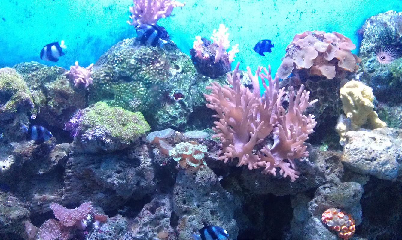 大连老虎滩帆船出海一日游,老虎滩金石滩棒棰岛