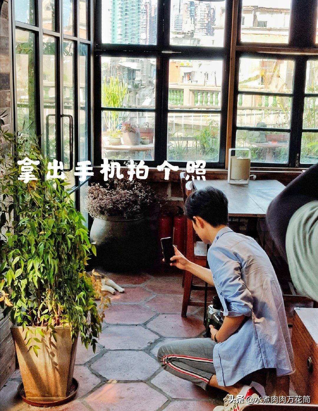 新型骗局养猫被骗,新型骗局网上养猫是真的吗