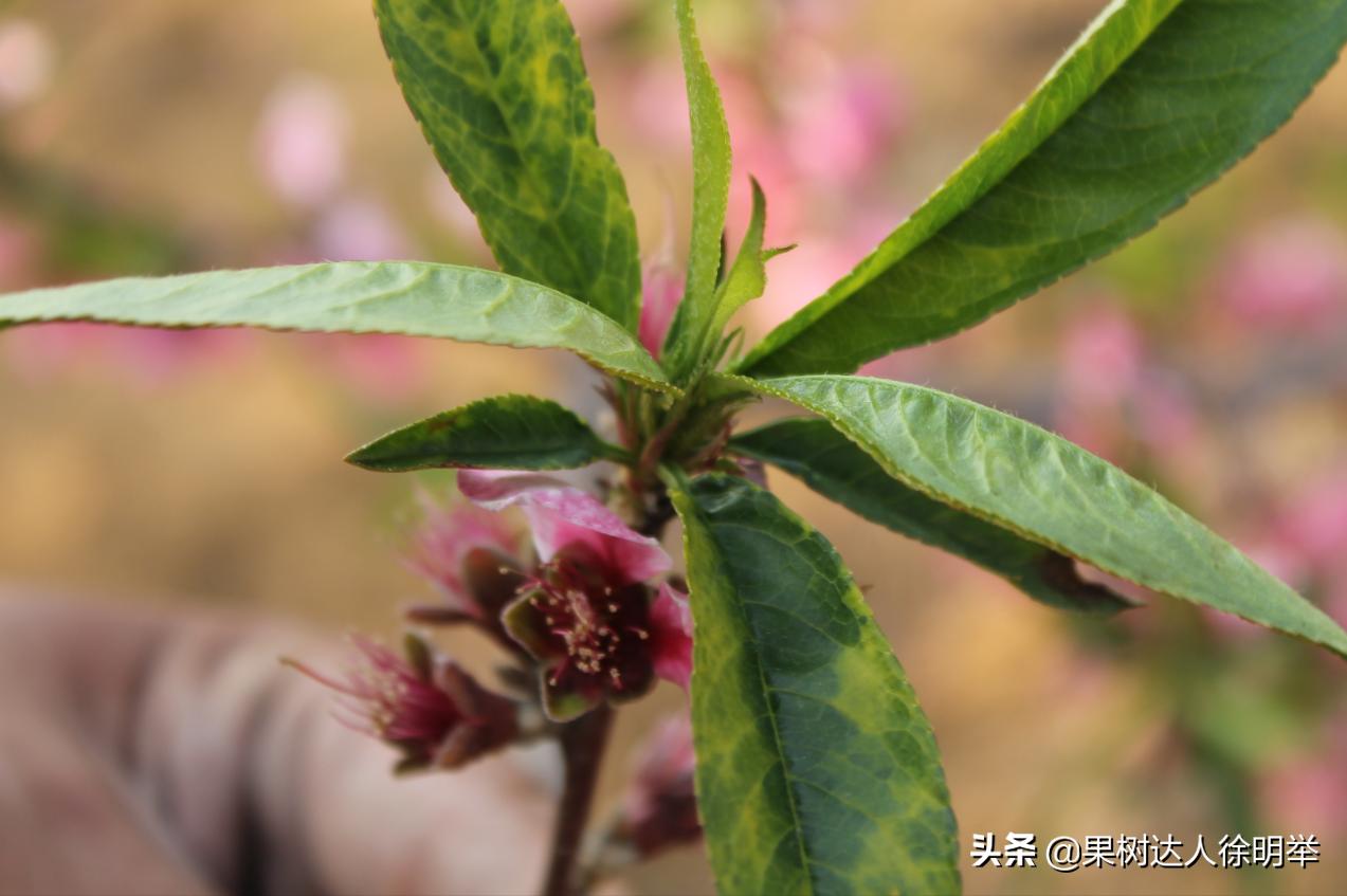 桃树刚出叶就黄是什么原因,桃树刚出的嫩叶有黄斑是什么病