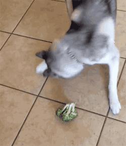 怎么培养一只听话的哈士奇,养一个会听话的哈士奇又能有多乖