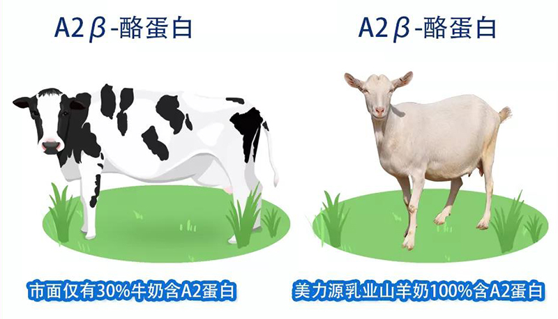 美力源羊奶第三段最低价,贝博儿羊奶粉和美力源羊奶哪个好